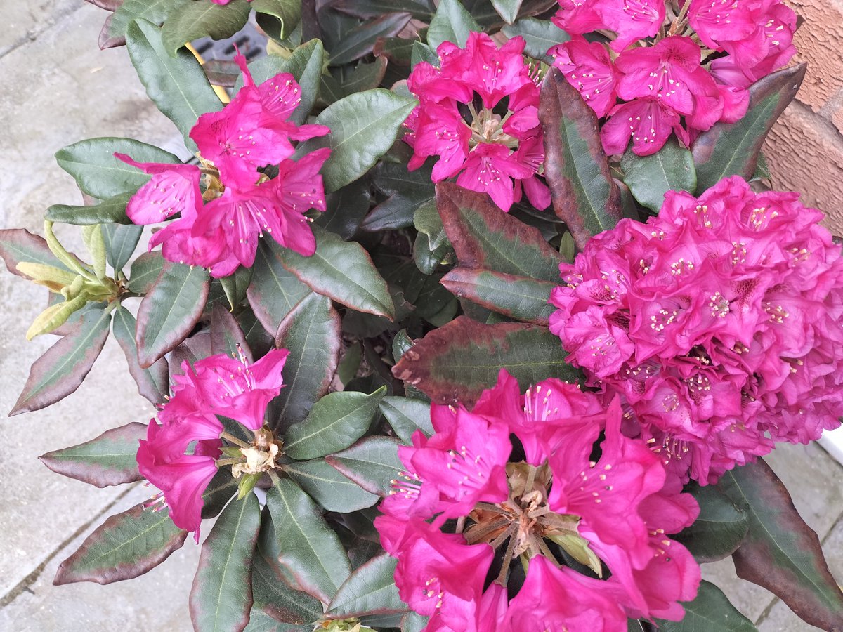 Thehappyplotter's tweet photo. This rhododendron is a fairly new purchase. It's in full flower but the leaves look unhealthy. Any ideas ? 🤔 https://t.co/WWkhCXVelG