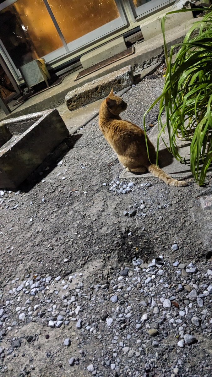 鷹島ケイスケ tweet media