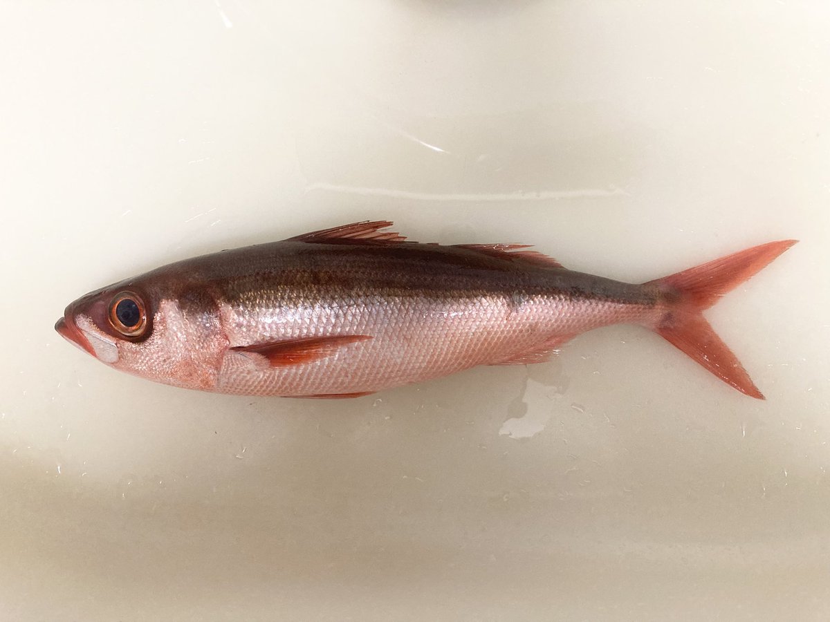 Sameno_ha's tweet photo. ハチビキErythrocles schlegelii
鱗採集個体。
#ハチビキ　#チビキ　#深海魚 https://t.co/7FSj5JyxOr