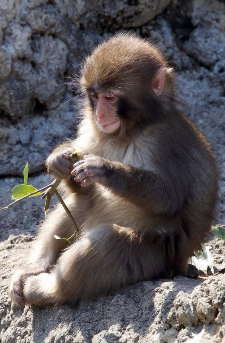 Punch_on_sol's tweet photo. The team at @ichikawa_zoo just shared that ¥43,036,679 has been raised for Monkey Mountain improvements including sunshades, soil platforms, an expanded backyard and new air conditioning for Punch and his troop.

The $PUNCH community has contributed $17,000 of that total, donated directly to Ichikawa City Zoo because we believe in what they are building for him.

Punch is getting a better home because people showed up. That means everything to us.