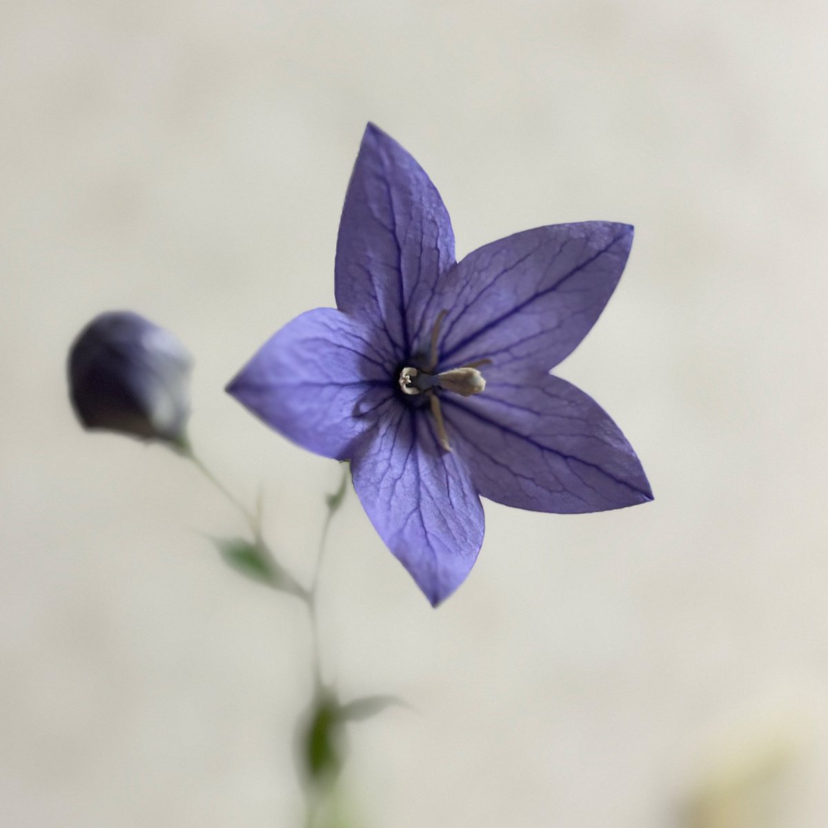私の大好きな花『桔梗』が 今年も綺麗に咲いてくれました✨☺️ #桔梗
