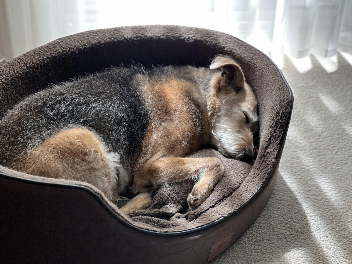 dwhilldesign's tweet photo. #designoftheday This elliptical, high-walled dog bed is perfect for a precious pup. Warm and embracing, it creates a comforting sense of safety. Our beloved Monty enjoyed his immensely. Thank you for 15 wonderful years of making our world a better place. You brought us endless joy, companionship & devoted love. May you rest in peace.
