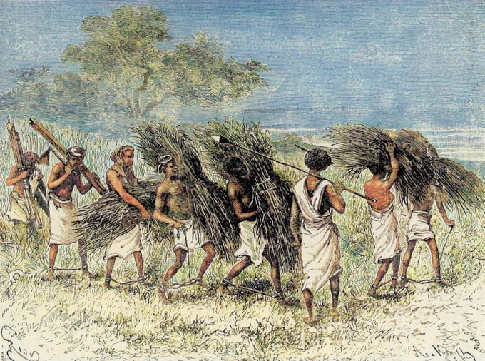UGSP1's tweet photo. 🇸🇴 Young Somali slave master overlooking his Habash Jareer slaves at work. https://t.co/Clh8vVmiZJ