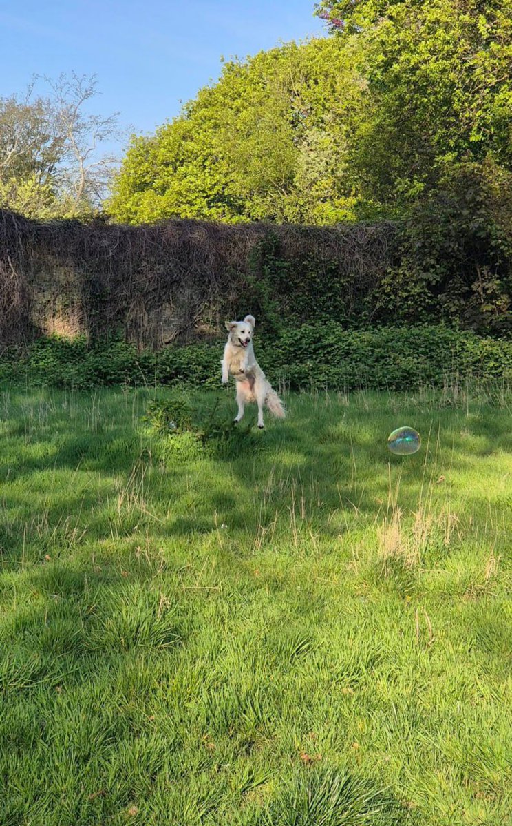 dollfaceecho's tweet photo. zoomies were definitely involved https://t.co/zi5iJjPQZi