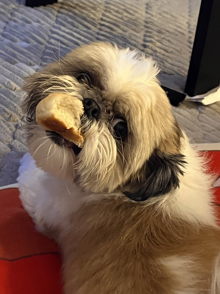Ol29_23's tweet photo. パン泥棒🍞 https://t.co/pEv2CrJlYu