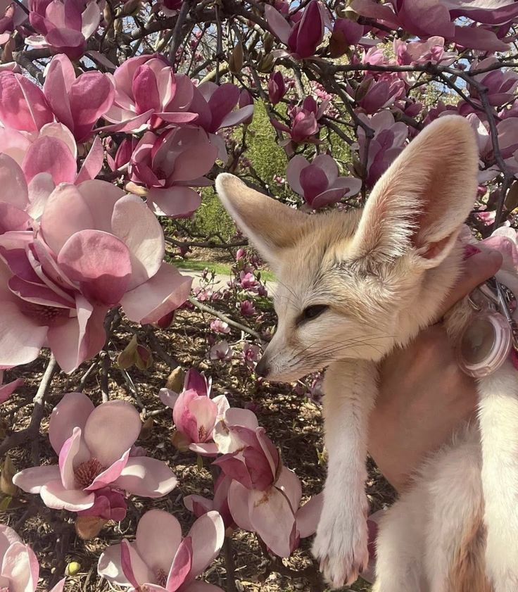 🍁 𝓣𝓱𝓮 𝓕𝓸𝔁 𝓛𝓲𝓯𝓮 🌾🦊 tweet media