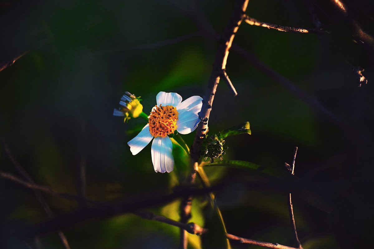 XXOXO_9's tweet photo. Flower
#キリトリセカイ
#写真好きな人と繋がりたい
#カメラ好きな人と繋がりたい
#Nikon #Z72 https://t.co/3Wt5DmWxW2