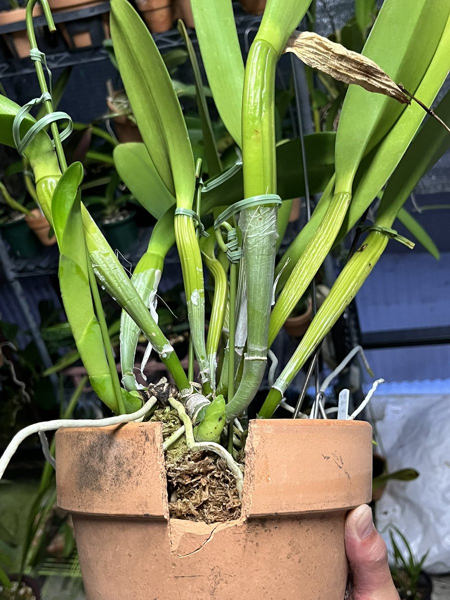 spaspaghetti014's tweet photo. せっかくの新芽が鉢の隙間でつっかえとったけ緊急工事👷
我ながら良い感じに広げれた💯 https://t.co/Otl0yiNKAc