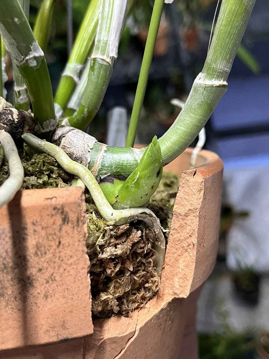 spaspaghetti014's tweet photo. せっかくの新芽が鉢の隙間でつっかえとったけ緊急工事👷
我ながら良い感じに広げれた💯 https://t.co/Otl0yiNKAc