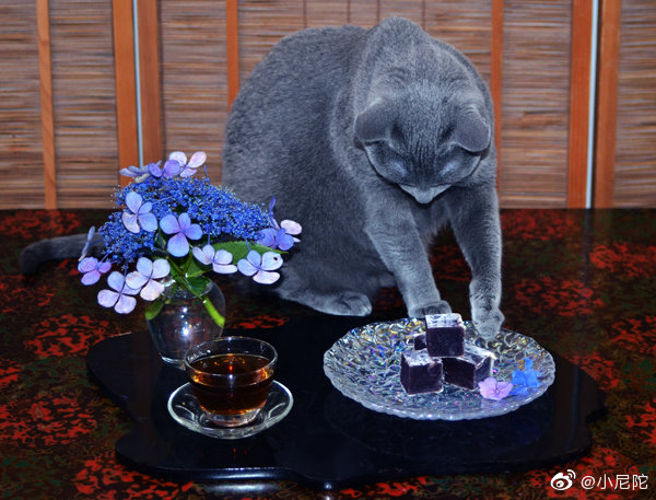 indainten's tweet photo. 紫陽花開季，家貓戲繡球。（家貓名“球”） https://t.co/QjeugWvOE9
