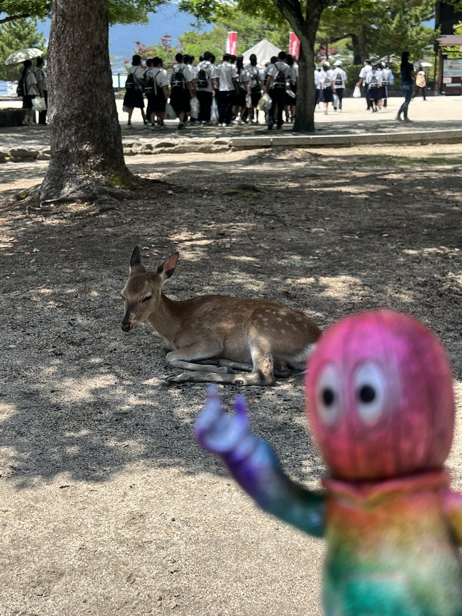 tama109tama's tweet photo. 1日目
宮島で朝から飲んで食ってしあわせ https://t.co/uKtHEOqCjT