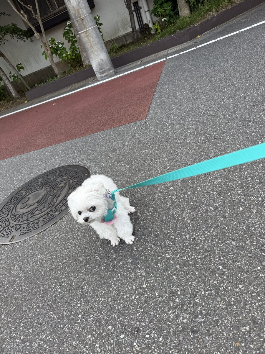 arlo0520's tweet photo. るんるんで散歩してたのに己の進みたい方向じゃないとｺﾚ https://t.co/a0fzvLTfk6