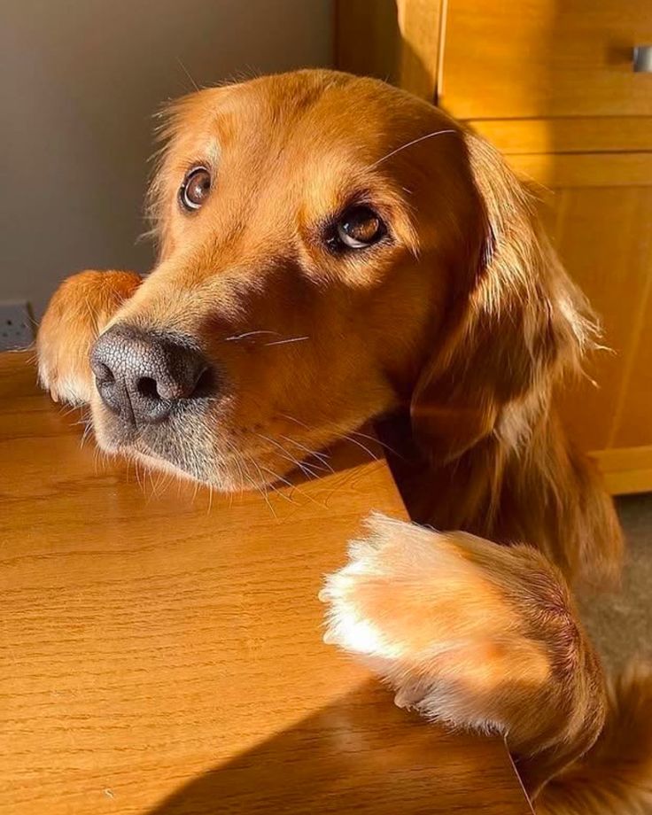 Feel Good Animals 🐾 tweet media