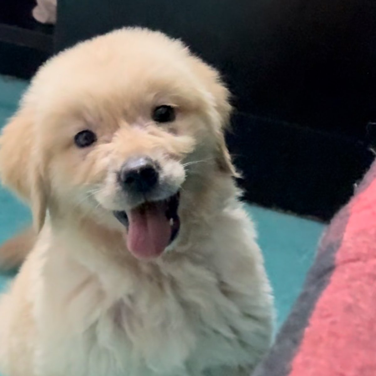 takemybear 🐶 tweet media