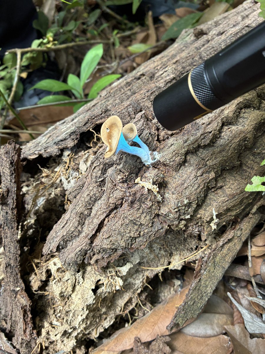 Lab_Nagai's tweet photo. ISBC &amp; ISLS 2026 最終日はリヨーン植物園へ。当然だが日本と植生が全然違って面白く、ブラックライト照射で綺麗に青く光るキノコを見つけた。気温は33度くらいで酷暑ではなかったものの、異常に湿度が高かかったためシャツが汗で水浸し。 https://t.co/qIVUaYEUnM