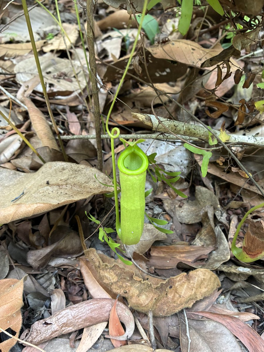 Lab_Nagai's tweet photo. ISBC &amp; ISLS 2026 最終日はリヨーン植物園へ。当然だが日本と植生が全然違って面白く、ブラックライト照射で綺麗に青く光るキノコを見つけた。気温は33度くらいで酷暑ではなかったものの、異常に湿度が高かかったためシャツが汗で水浸し。 https://t.co/qIVUaYEUnM