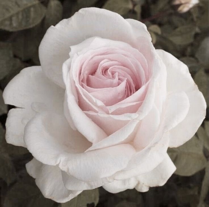 jolie ✿ tweet media