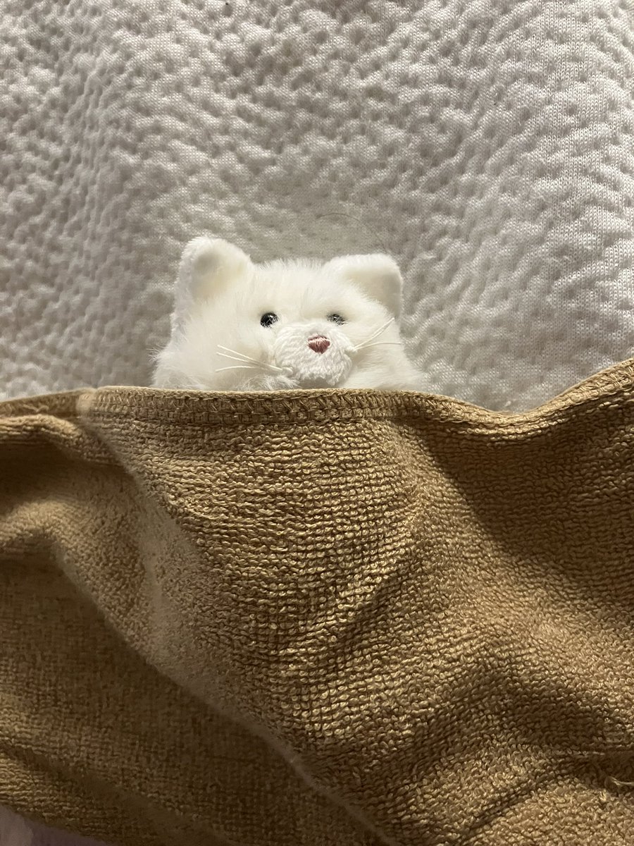 あんねこ (@anneko_anko) / Posts / X