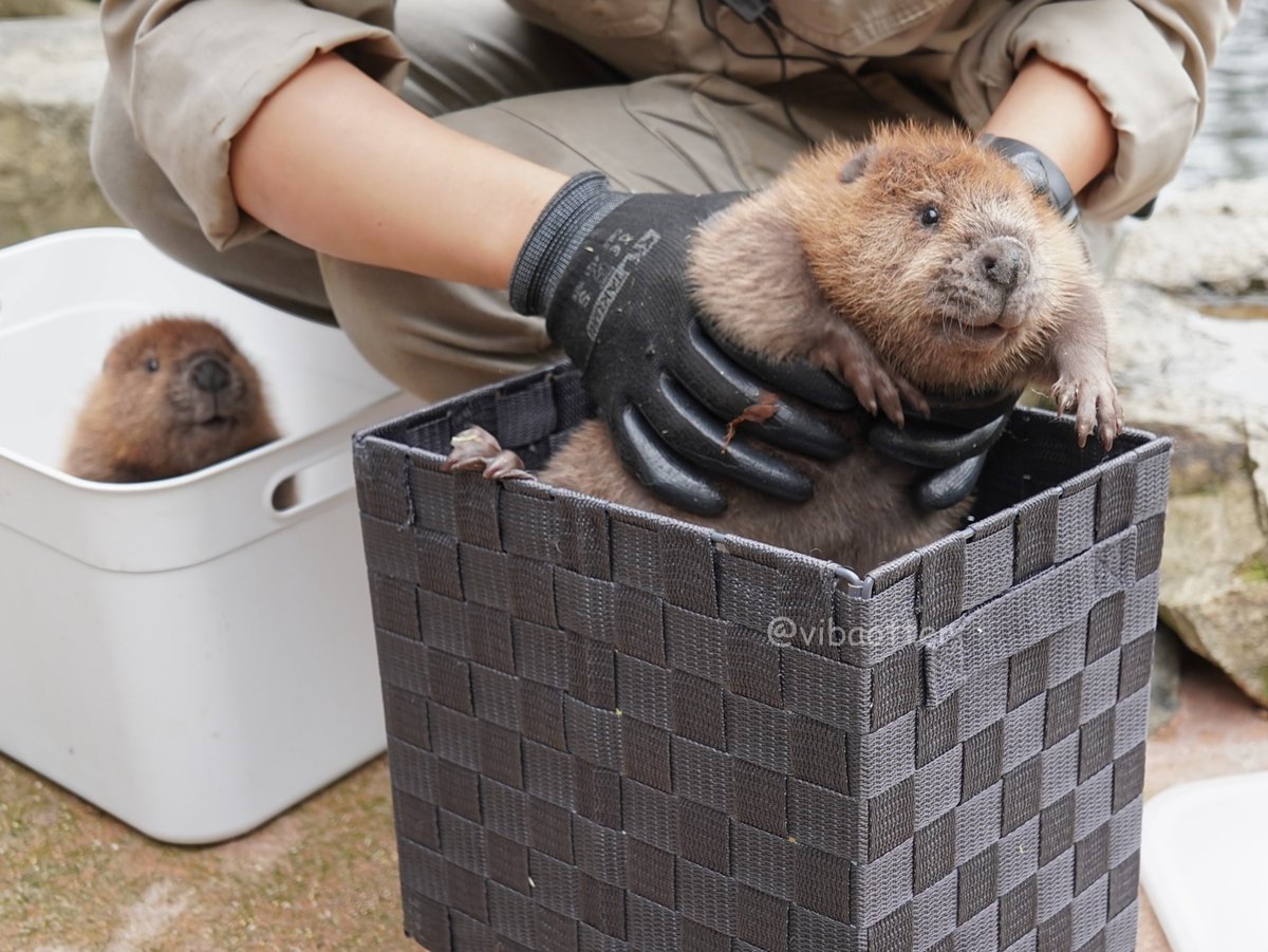 vibaotter's tweet photo. 人々がビバのバブの体重測定を見ている時、もう一方のビバのバブもまたビバのバブの体重測定を見ているのである。

#姫セン
#アメリカビーバー
#ビバのバブ
2026.5.28 https://t.co/Svp674qha3