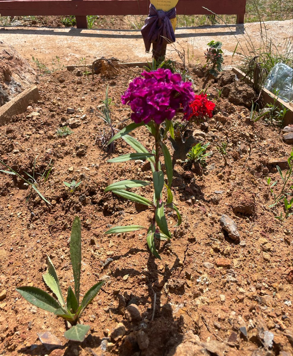 Hanzde9's tweet photo. Anneciğim ben geldim..

Her şeyi bırakıp geldim.. 
Bayramlaşmaya, elini öpmeye geldim.. https://t.co/yv6ilsJ76t