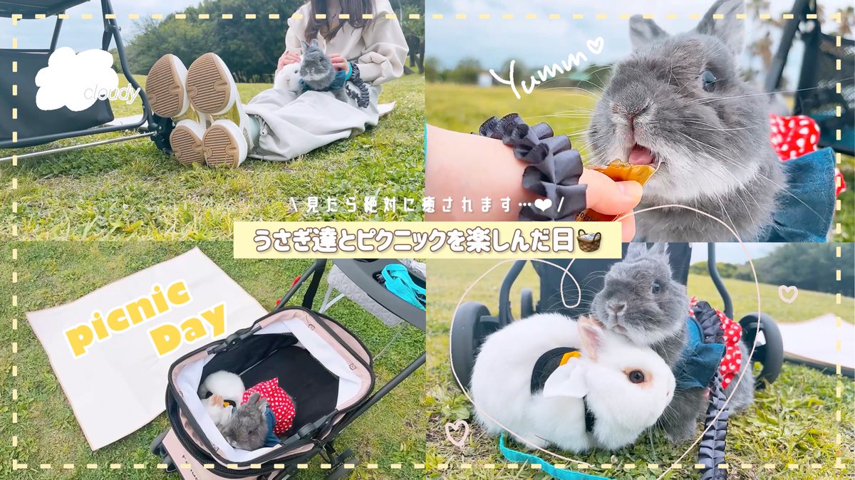 Fuwarate0107's tweet photo. 動画更新しました〜✨
今回は仲良くなってから初めてのうさんぽです❤︎
お外でも仲良しな2匹が可愛すぎて…🥺

ぜひ遊びに来てくださいね〜！

【うさんぽ🐾】仲良しなうさぎの姉弟とうさんぽしたら可愛すぎました❤︎🐰🐾🌱
https://t.co/dliaez9Ig4

#うさんぽ　#うさぎの居る幸せ  #うさぎとくらす https://t.co/6mx3Wpr5zI