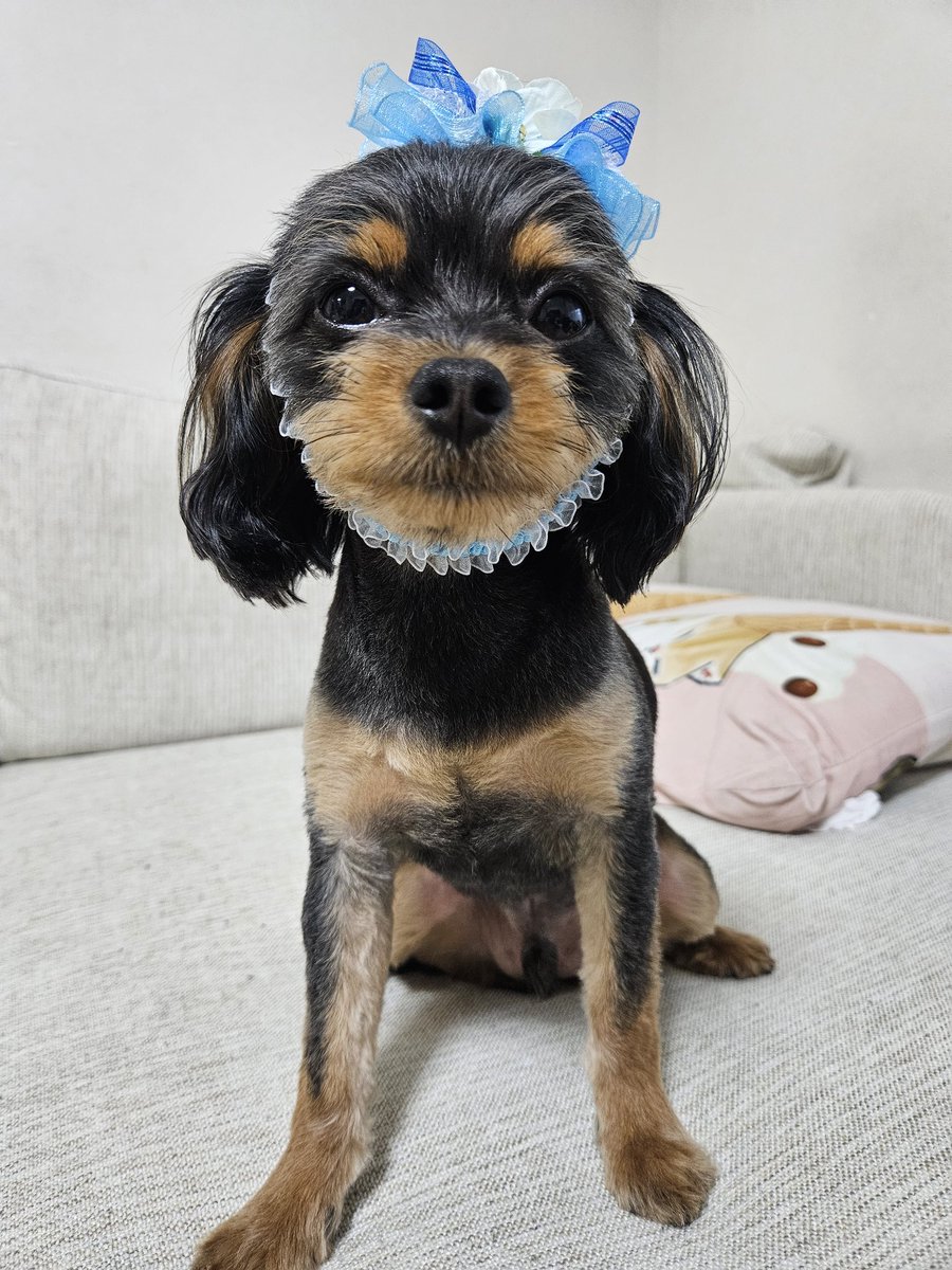 YRO150706's tweet photo. トリミングいってなんか小さくなった～🐶
パパ希望のオプションのローズシャンプーにしたからすんごいいい匂い🥰
でもくんくんすると噛まれる🥹
#チワプー
#チワプーのいる暮らし
#犬のいる暮らし https://t.co/ZLb7X3jGRH