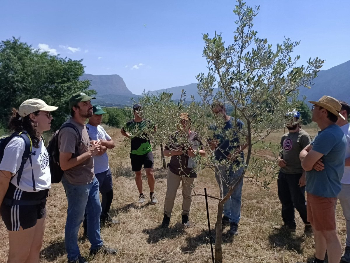 eapallars's tweet photo. Dimecres vam celebrar la 4a sessió del curs 'Producció fructícola: el conreu de l’#olivera i l’#ametller'.

De la mà de l’Antònia Ninot, vam aprofundir en la floració i el comportament productiu de les varietats singulars d’olivera del #Pallars.🫒 https://t.co/S0qJa26v2a