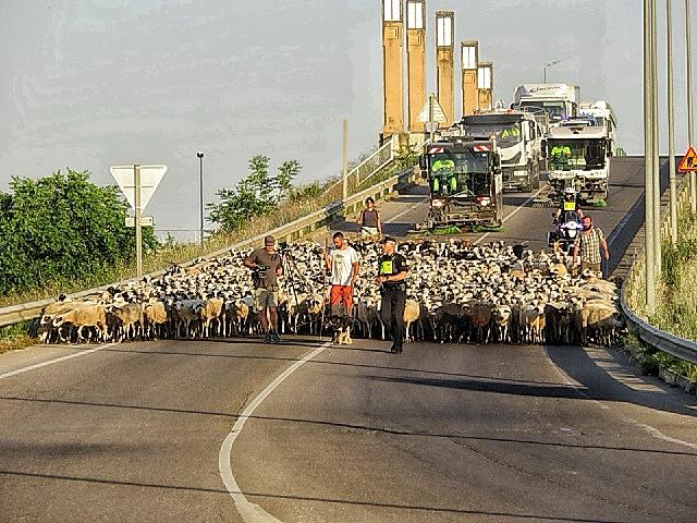 PLHuesca's tweet photo. 🐑 Unas 800 cabezas de ganado han cruzado esta mañana las calles de #Huesca en su viaje de trashumancia desde Vicién hasta Fiscal para pasar el verano.

👏 Muchas gracias a los conductores y usuarios de las vías por su paciencia y colaboración. ¡Buen viaje!

#plhuesca https://t.co/fmdBf4uX4m