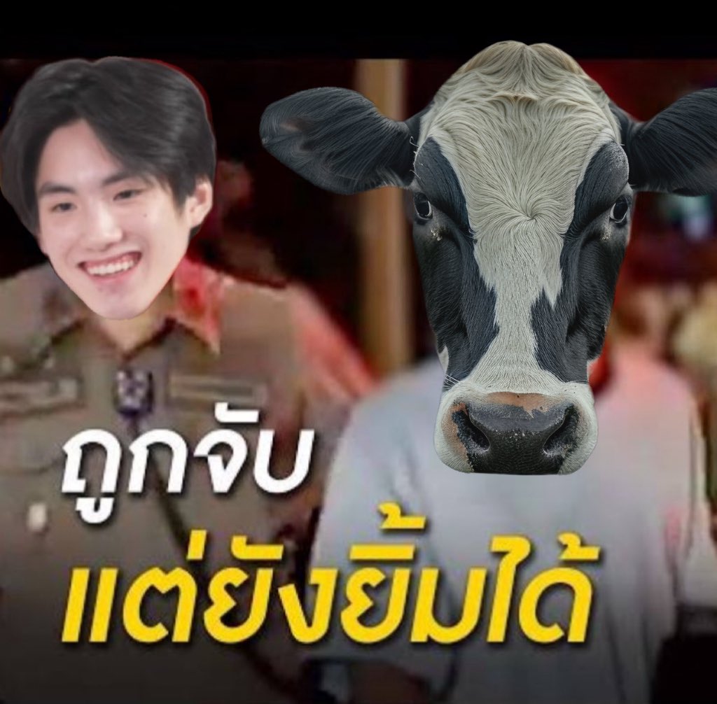 ผีวัว (ตัวจริง) 🐄 tweet media
