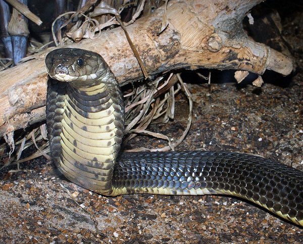 NY_amankwaa's tweet photo. This seed is MORE poisonous than the toxin/venom of cobra when ingested together with its husk or testa. https://t.co/CDFJF8E31U