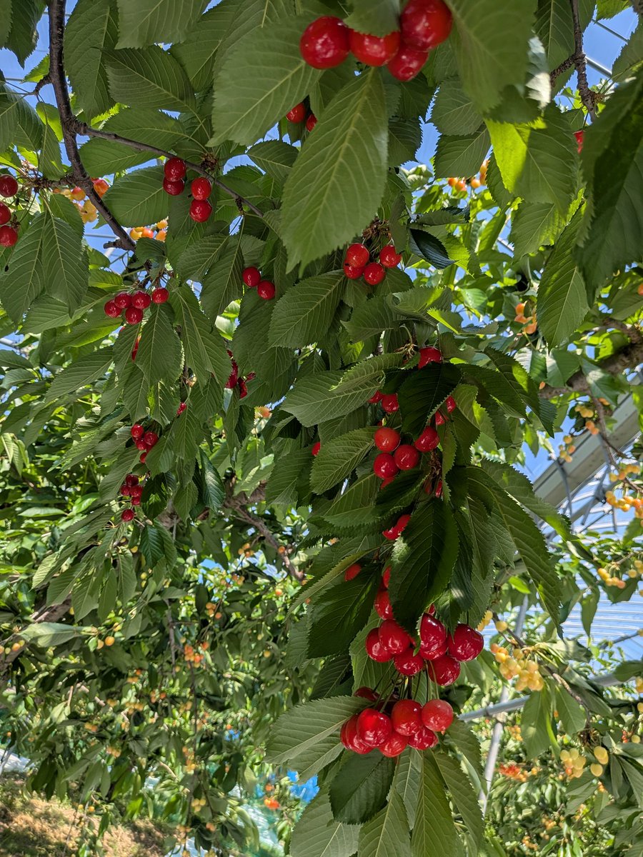 f_maruka's tweet photo. こんにちは☺
本日は　#さくらんぼ🍒の園地へお邪魔してきました！！#紅さやか　の出荷は開始し、そして主力品種の【#佐藤錦】は間もなく出荷、#紅秀峰　も色づいて来ました😄
木に一生懸命に実っている姿は非常に可愛らしく、生産者の愛情が感じられます💞
#福島市場
#企業公式
#愛食コーナー https://t.co/PvDQyy7mG5
