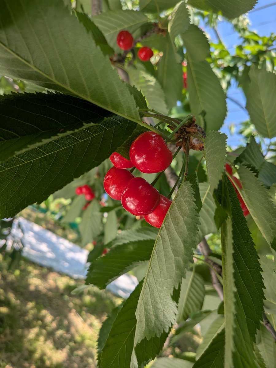f_maruka's tweet photo. こんにちは☺
本日は　#さくらんぼ🍒の園地へお邪魔してきました！！#紅さやか　の出荷は開始し、そして主力品種の【#佐藤錦】は間もなく出荷、#紅秀峰　も色づいて来ました😄
木に一生懸命に実っている姿は非常に可愛らしく、生産者の愛情が感じられます💞
#福島市場
#企業公式
#愛食コーナー https://t.co/PvDQyy7mG5