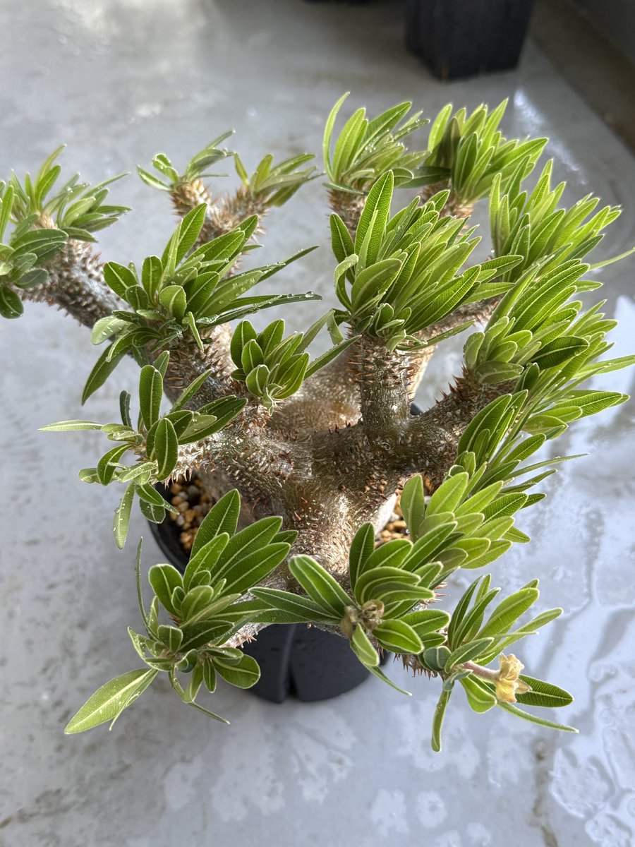 FrogBotanical's tweet photo. いい季節だ〜 https://t.co/uwBCmFvfC2