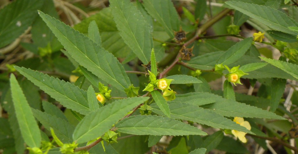 NY_amankwaa's tweet photo. Every part of this herb was made for manhood, every brother who has tried it will testify especially the roots🍀❤️ https://t.co/dapOni9uT6