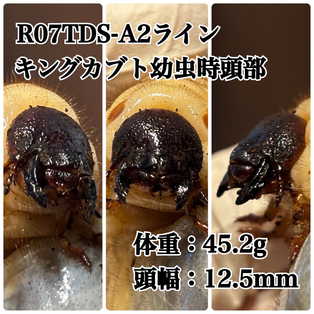 のんき【どしたの?クロエ】 tweet media