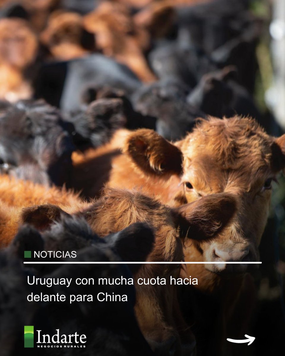 IndarteyCia's tweet photo. Noticias semanales 🗞                                                                                                                               

Deslizando a la derecha podés ver los titulares📷                                                                                                                                

¿Querés ver todas las noticias semanales? Entrá directo a nuestra web https://t.co/StaKynrzHD
