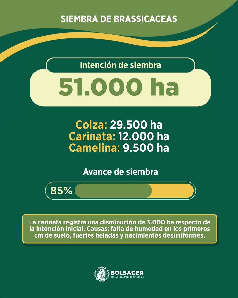 BolsaCer's tweet photo. Avanza la siembra de brassicaceas en Entre Ríos 🚜

La campaña de brassicáceas 2026/27 presenta, a la fecha, una reducción en la superficie total estimada, que pasó de 55.000 a 51.000 hectáreas, según publicó el Sistema de Información de la BolsaCER.

🔗https://t.co/i6YyheOuXg https://t.co/OvBQEQU3sf