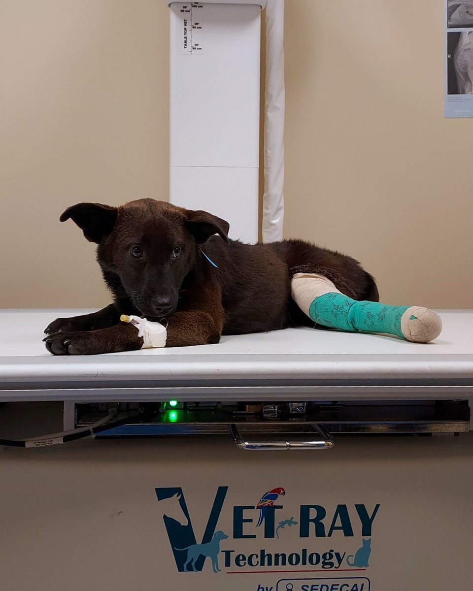 dog_rates's tweet photo. This is Ramona. She was found as a stray on the side of the road with her leg bone completely broken in half, making it difficult to walk or even move comfortably. She needs surgery to live pain-free. You can help her below ❤️‍🩹

https://t.co/sFYLr6UKEV https://t.co/hPVYKXebFS
