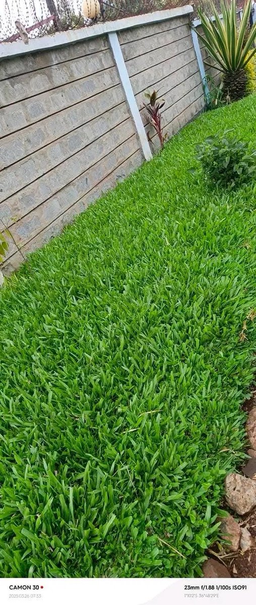Brigadier_Kenya's tweet photo. 0729223329
Pemba Grass remains my no 1 lawn preference
Because;
☑️Spreads within 2 months
☑️Eliminates all weeds as it covers
☑️Requires less watering
☑️Drought tolerant
☑️Grows well under trees
☑️Affordable purchase cost &amp; maintenance

#Ebola #Ruto #Wajir #Laikipia #Methu #Table https://t.co/7izrKz9462