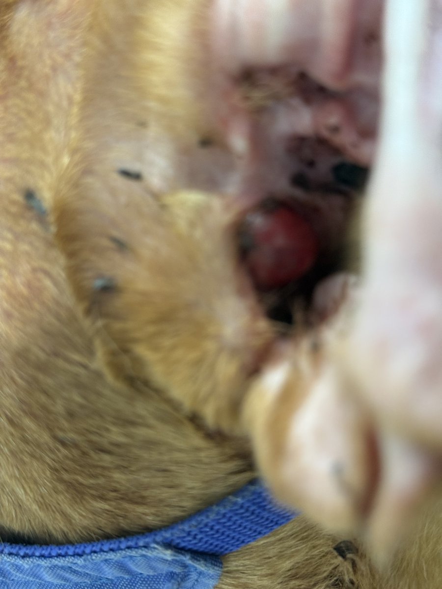 LaylasheartOR's tweet photo. 🚨 KING NEEDS YOUR HELP TODAY 🚨

 King is at the  veterinarian after concerns about his ear led us to have it examined.

Unfortunately, the news was not what we hoped for.

The veterinarian discovered what appears to be a mass in King’s ear. In addition, they diagnosed him with a heart murmur.

Right now, King is acting like his normal happy self. He’s wagging his tail, enjoying attention, and doesn’t seem bothered at all. If you met him today, you’d never know anything was wrong.

But that’s often the hard part about caring for animals.

They don’t tell us when something hurts.
They don’t tell us when something is wrong.

The veterinarian is recommending diagnostics, bloodwork, x-rays, anesthesia, surgical removal of the mass, biopsy testing, and medications to determine exactly what we’re dealing with and how best to help him.

The estimate for King’s care is between $1,627.96 and $2,247.96.

This expense was completely unexpected, and we need help.

We don’t know yet whether this mass is benign or something more serious. We don’t know what the biopsy results will show. What we do know is that King deserves answers, treatment, and every chance possible.

If you can spare $5, $10, $25, or any amount today, it would make a tremendous difference for King.

And if you’re unable to donate, please share this post. Sometimes one share reaches the person who can help.

Please keep our sweet boy in your thoughts as we navigate the next steps.

Donate: https://t.co/UahIUXeu6H

#laylasheartranchandrescue #thankyou #beingkindiscool #dogrescue #animalsanctuary