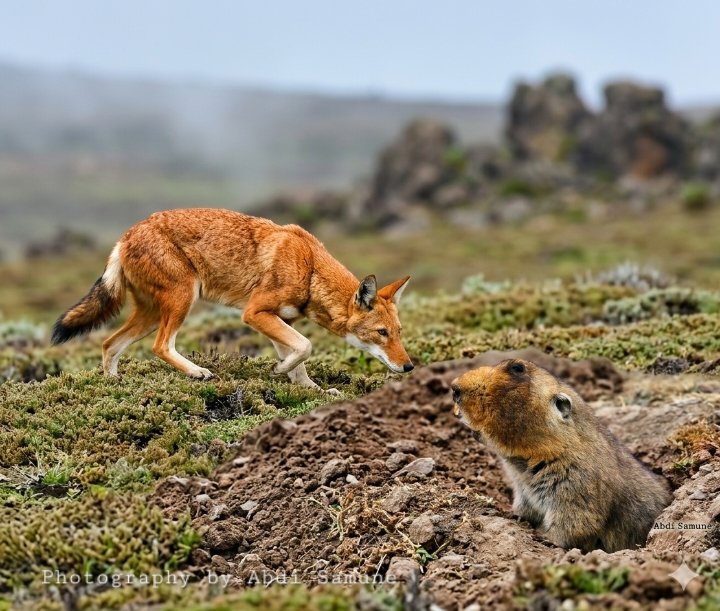 SamuneAbdi's tweet photo. In this stunning capture, an endangered #EthiopianWolf comes face-to-face with a big-headed African mole-rat. Unlike most canids, these wolves are solitary hunters specialized in tracking down rodents. In fact, these giant mole-rats make up a massive part of their diet.@KyKebero https://t.co/9T06vSEDUd