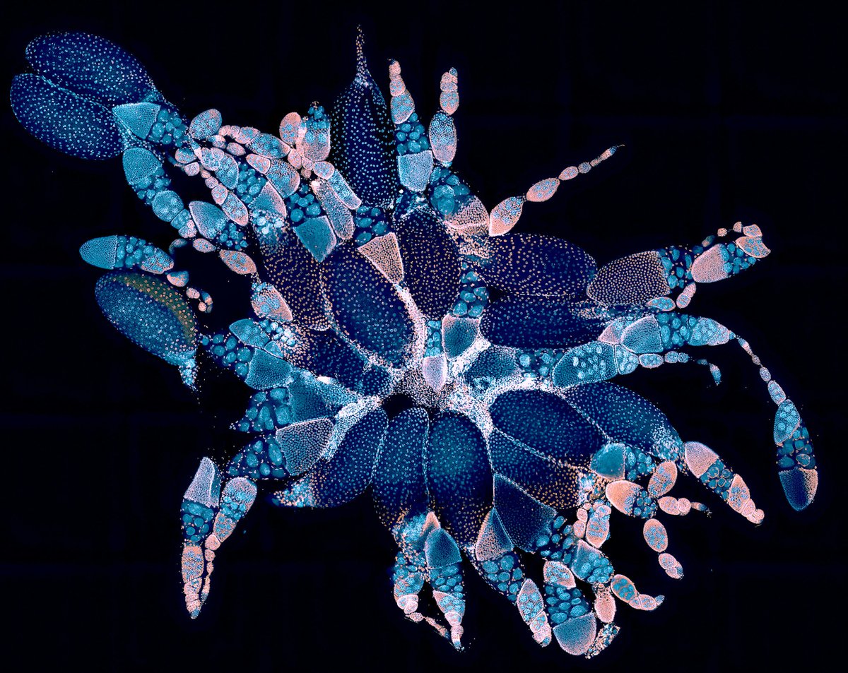 Nikon Small World tweet media