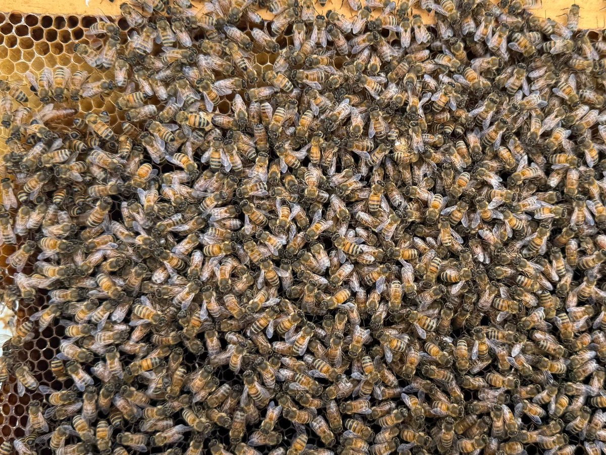 🐝 The Beekeeper 🐝 tweet media