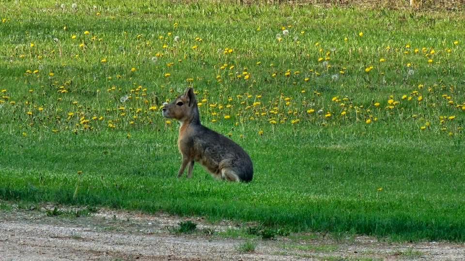 berry_gatherer's tweet photo. My cousin spotted this guy lol, in northern Minnesota how did u get there even bro https://t.co/Y79xgSmxF0