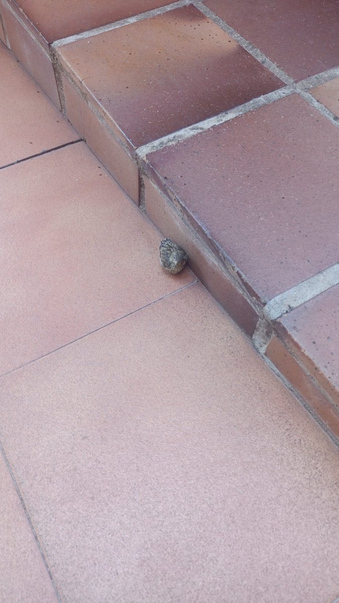 yυĸι 🦜🧶 kawaiiamigurumiis 🪡 AGENDA CERRADA tweet media