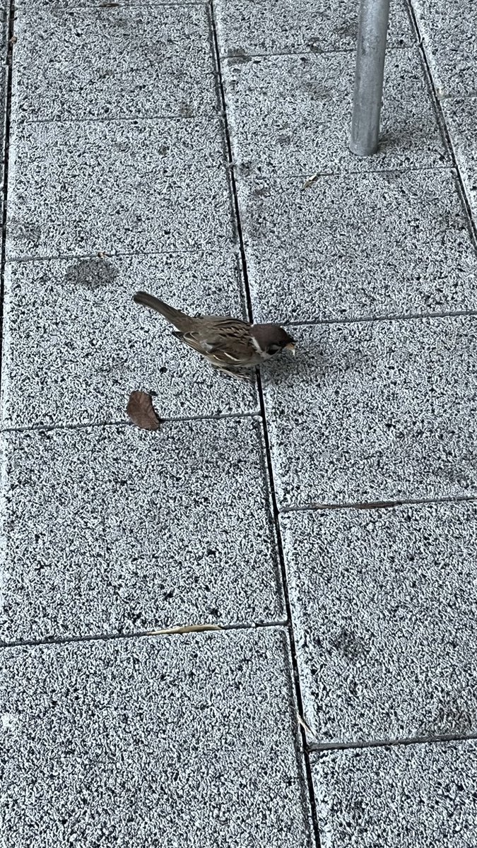 oarevedaid's tweet photo. 마감하고 연극보러가는 동아리 부원들 따라가서 같이 밥먹기
같이 심도깊은 덕질토크를 했어요
참새가 계속 기웃거리길래  빵도 줬음 https://t.co/j3KeLWNWna
