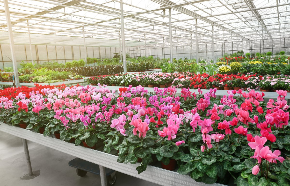 sungro's tweet photo. Full nurseries are a sign that peak season is here. You are managing tight space, fast turnarounds, and constant movement from bench to shipment. Consistent substrates help keep plants on schedule. #PeakSeason #Growers #NurseryGrower #SunGro #Horticulture https://t.co/0dNkrzMg42