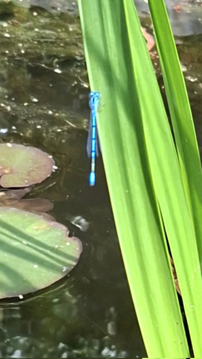 WNapBaukema's tweet photo. Wow, een #grotekeizerlibelle in de tuin, in en om de vijver veel #libelles #vuurjuffer #azuurwaterjuffer https://t.co/0P6ZjwIReA