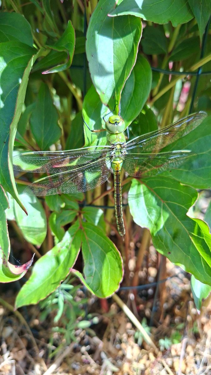 WNapBaukema's tweet photo. Wow, een #grotekeizerlibelle in de tuin, in en om de vijver veel #libelles #vuurjuffer #azuurwaterjuffer https://t.co/0P6ZjwIReA
