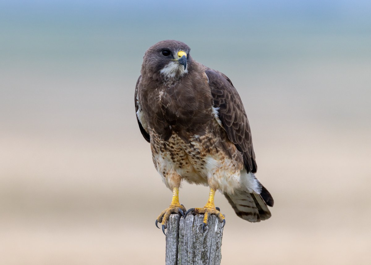 DanJohnsonAB's tweet photo. A few things I saw yesterday, on my way to Alberta Conservation Association Silver Sage, after @uLethbridge Convocation. A Boreal Chorus Frog; the previous large pond is dry now. A lone Swainson's Hawk on the Red Coat Trail. Pronghorn. Western Meadowlarks, Cowbirds, Lark Bunting. https://t.co/YK2D7sofje